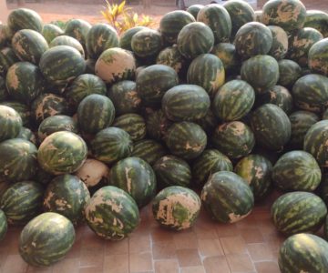 Produtora faz doação de duas toneladas de melancia para a SEMAS em Rolim de Moura