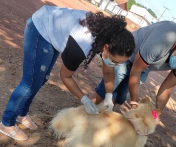 Mais de 15 mil animais receberam vacina antirrábica em Rolim de Moura