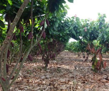 Dia de Campo sobre Cacau Clonal será na próxima quinta-feira em Rolim de Moura