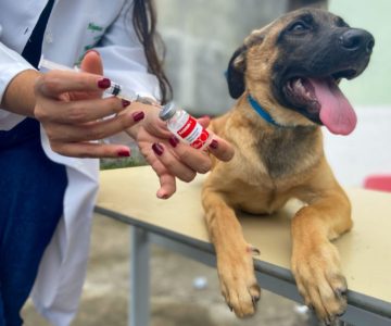 Vacinação antirrábica canina e felina será neste sábado 03/09 em Rolim de Moura