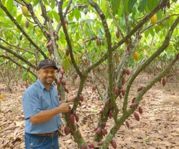 Secretário de agricultura de Rolim de Moura participa de apresentação de experimento para aumento da produção de cacau