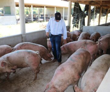 Prefeitura entrega matrizes e reprodutores para incentivar a suinocultura em Rolim de Moura