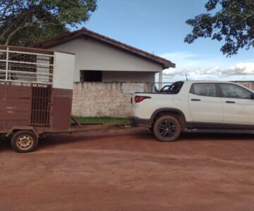 Equipes do CCZ de Rolim de Moura retorna com recolhimento de animais soltos em vias públicas