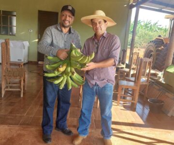 Secretaria de Agricultura de Rolim de Moura busca ferramenta tecnológica em Tangará da Serra-MT para impulsionar produção de banana Terra-Anã