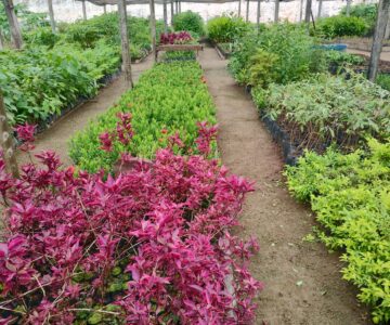 Viveiro de Rolim de Moura intensifica doação de mudas de plantas ornamentais, medicinais essências florestais e aromática