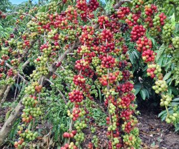 Rolim de Moura promove Dia de Campo sobre café robusta para fortalecer a produção rural