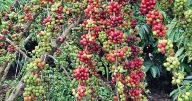 Rolim de Moura promove Dia de Campo sobre café robusta para fortalecer a produção rural